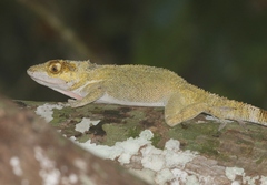 Anolis luteogularis
