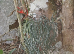 Tillandsia variabilis