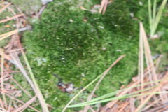 Dicranum flagellare