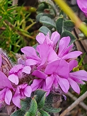 Indigofera glomerata