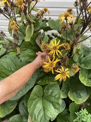 Ligularia dentata