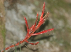 Tillandsia variabilis