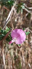 Ononis spinosa