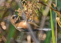 Sporophila