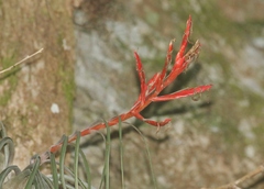 Tillandsia variabilis