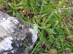 Biserrula pelecinus
