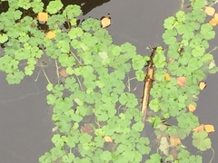 Hydrocotyle ranunculoides