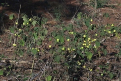 Solanum myriacanthum