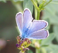Polyommatus thersites