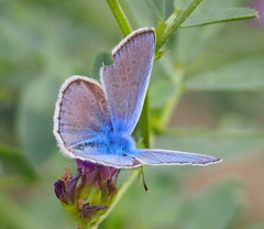 Polyommatus thersites
