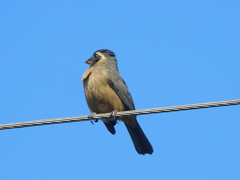 Saltator aurantiirostris