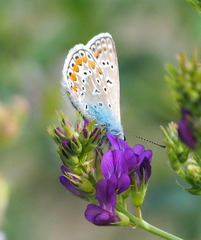 Polyommatus thersites
