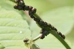 Megacopta punctatissima