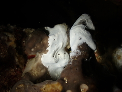 Bacteria