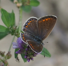 Aricia agestis