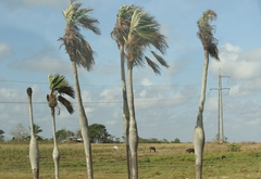 Colpothrinax wrightii