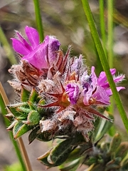 Indigofera glomerata