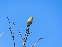 Euphonia chlorotica