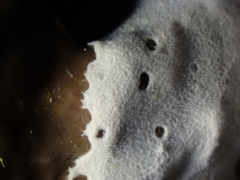 Bacteria
