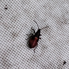 Oxycarenus lavaterae