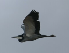 Ardea melanocephala