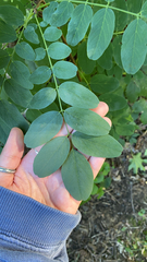 Robinia pseudoacacia