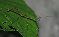 Pseudosermyle procera