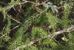 Asparagus schoberioides