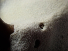 Bacteria
