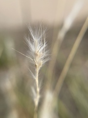 Bothriochloa