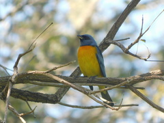 Rauenia bonariensis