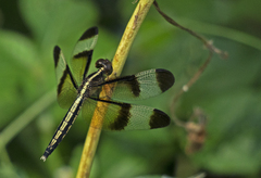 Neurothemis tullia