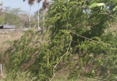 Asparagus schoberioides