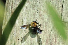 Xylocopa appendiculata circumvolans