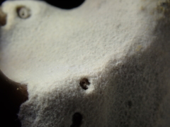 Bacteria