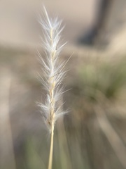 Bothriochloa laguroides