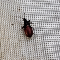 Oxycarenus lavaterae