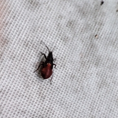 Oxycarenus lavaterae