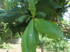Terminalia