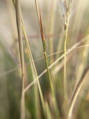 Bothriochloa laguroides