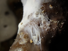 Bacteria
