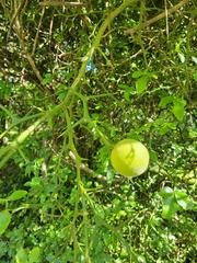 Citrus trifoliata