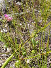 Indigofera glomerata