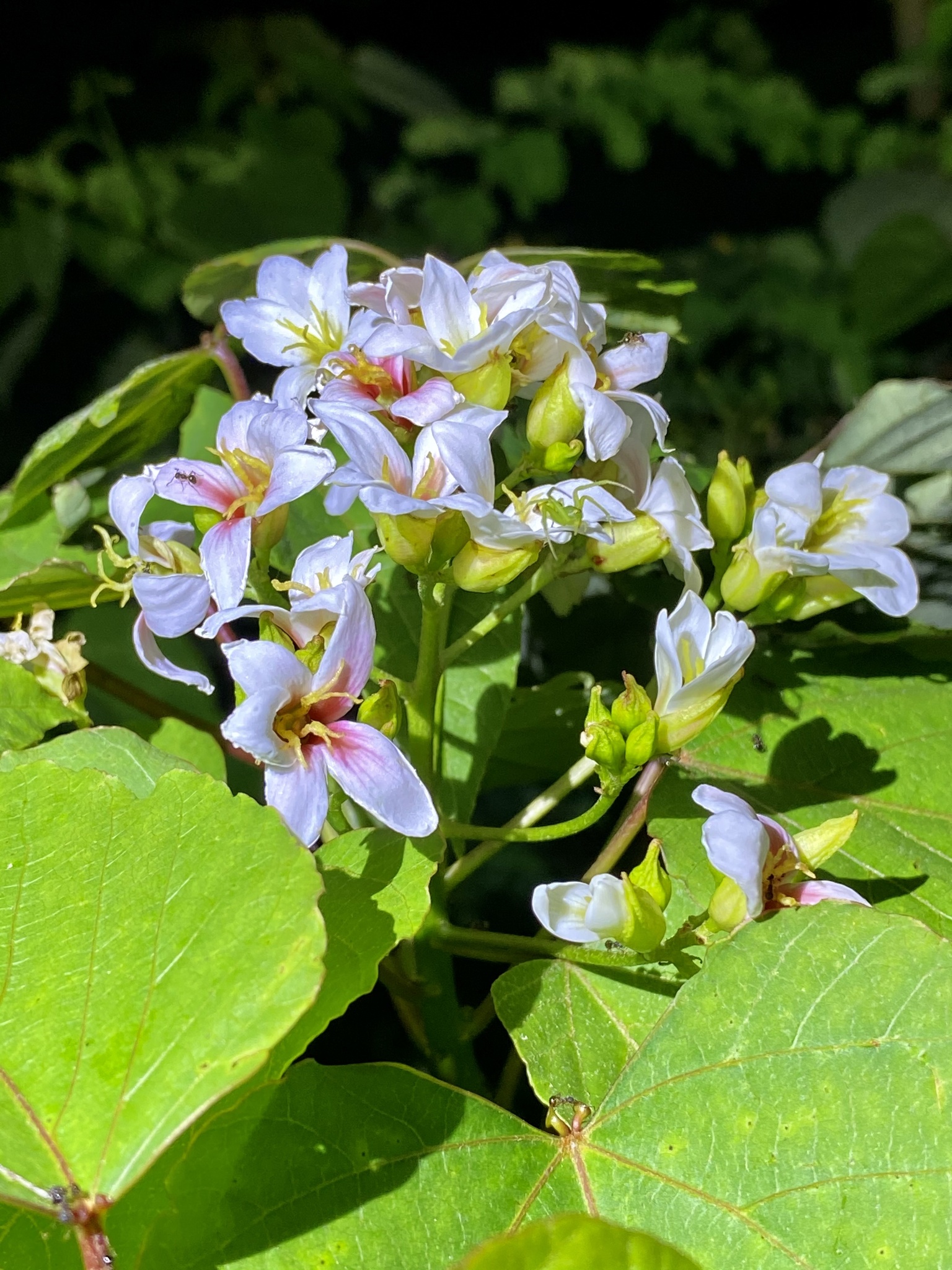 Vernicia cordata