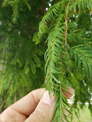 Cupressaceae