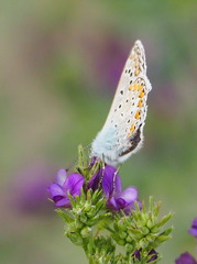 Polyommatus icarus