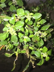 Chenopodium vulvaria
