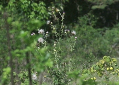 Cirsium mexicanum