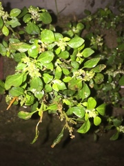 Chenopodium vulvaria