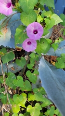 Ipomoea cordatotriloba